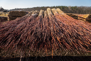 Wiklina, młode pędy wierzby po zbiorach, młode pędy wierzby w czasie suszenia, suszenie wikliny, suszenie wierzby, suszenie wierb,  Wicker, young willow shoots after harvest, young willow shoots durin