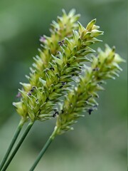 macro photography, unique little flowers, wild plants