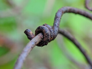 rusty barbed wire
