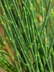 macro photo of pine tree leaves