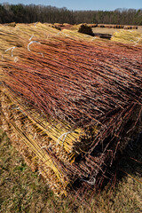Wiklina, młode pędy wierzby po zbiorach, młode pędy wierzby w czasie suszenia, suszenie wikliny, suszenie wierzby, suszenie wierb,  Wicker, young willow shoots after harvest, young willow shoots durin © Follow the Sun