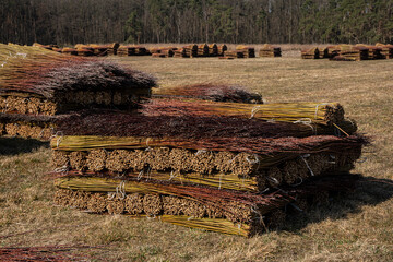 Wiklina, młode pędy wierzby po zbiorach, młode pędy wierzby w czasie suszenia, suszenie wikliny, suszenie wierzby, suszenie wierb,  Wicker, young willow shoots after harvest, young willow shoots durin © Follow the Sun