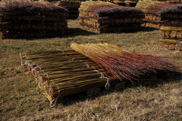 Wiklina, młode pędy wierzby po zbiorach, młode pędy wierzby w czasie suszenia, suszenie wikliny, suszenie wierzby, suszenie wierb,  Wicker, young willow shoots after harvest, young willow shoots durin © Follow the Sun