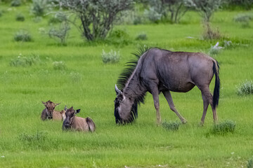 Naklejka na ściany i meble Namibia, gnu with babies in the grass, green savannah in Namibia 