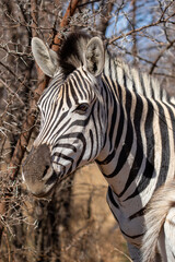 Fototapeta na wymiar Plains Zebra, Pilanesberg National Park