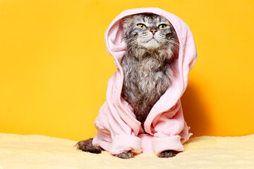 Funny wet gray tabby kitten after bath in pink in bathrobe . Just washed lovely fluffy cat on yellow background. Cat on horizontal banner with copy space for popular social media website cover image.