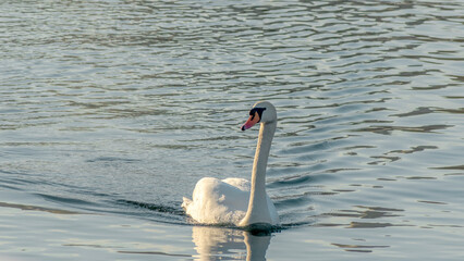 The lonely beautiful white swan is swimming in winter river. Wintering swan in the city river. Ornitology concepts.