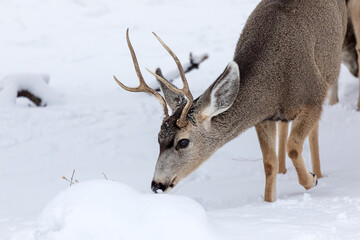 A Mule Deer buck in snow