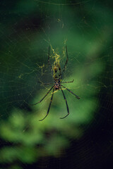 Aranha teia amarela