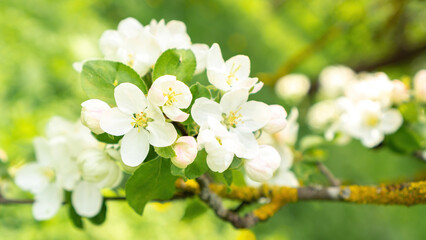 Blossoming apple tree close-up. Blooming branch of an apple tree on a green blurred background. White flowers on trees in an orchard in spring. Floral background with blooming apple tree.