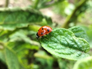 Fototapeta premium ladybird on a leaf