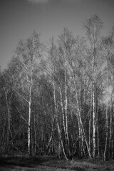 Birken, Betula pendula in einem Wald aus jungen Bäumen wie in der Taiga