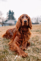 Irish red setter dog relaxing on green grass background outdoors in summer