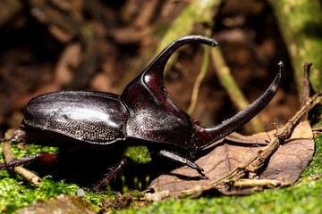 Besouro rinoceronte japonês. Allomyrina dichotoma, também conhecido como besouro rinoceronte...