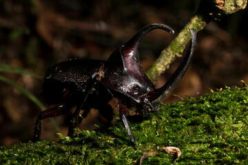 Besouro rinoceronte japonês. Allomyrina dichotoma, também conhecido como besouro rinoceronte...