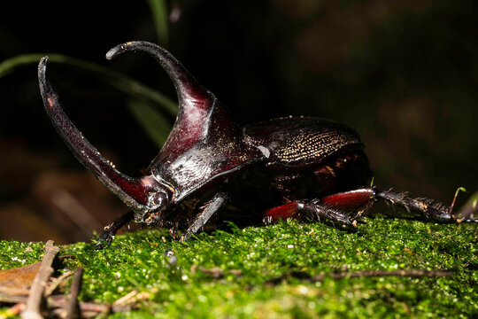 Besouro rinoceronte japon&ecirc;s. Allomyrina dichotoma, tamb&eacute;m conhecido como besouro rinoceronte japon&ecirc;s , besouro com chifres japon&ecirc;s ou kabutomush&eacute; uma esp&eacute;cie de besouro rinoceronte.