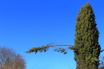 Arbor vitae tree with one horizontal branch. Concept of hanging loose. Copy space for extra text. Spring weather. Stockholm, Sweden.