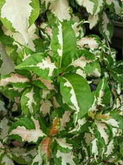 green and white leaves of Variegated Plants 