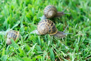 Two snails on the grass.
