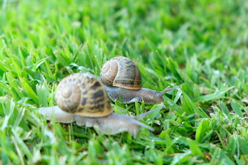 Two snails on the grass.