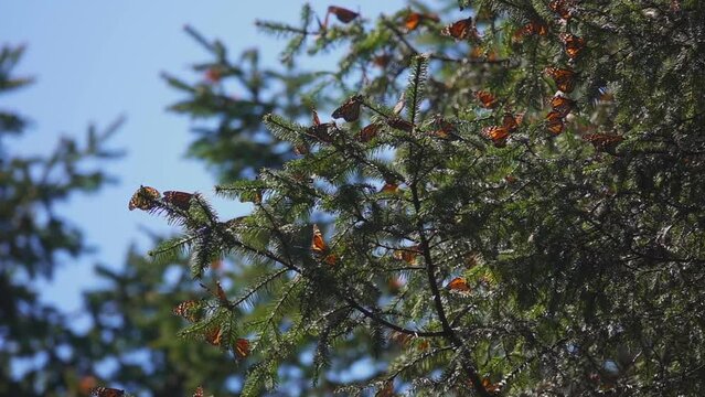 Monarch Butterfly Biosphere Reserve In Mexico