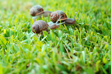 Two snails on the grass.