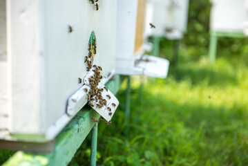 The beekeeper checks the hive