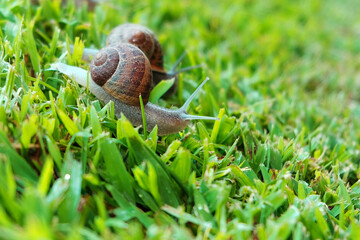 Two snails on the grass.