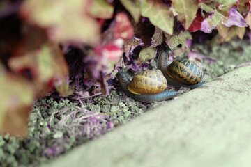 Two snails on the grass.