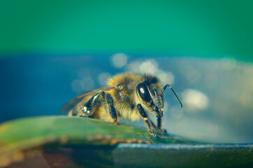 Macro de abeja