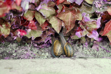 Two snails on the grass.