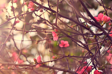 Cerezo de jardín florecido