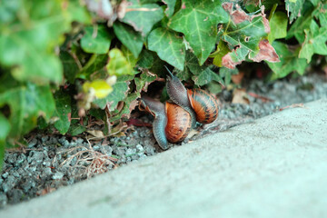 Two snails on the grass.