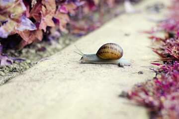 Two snails on the grass.