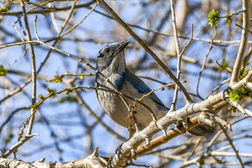 California scrub jay ( Aphelocoma californica) Blue Jay perched in a tree in early springtime.