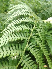 fern leaves