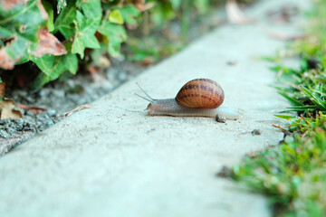Two snails on the grass.