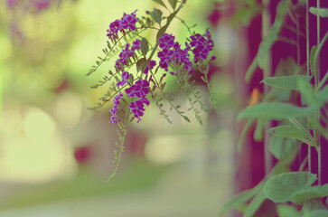 Duranta florecida