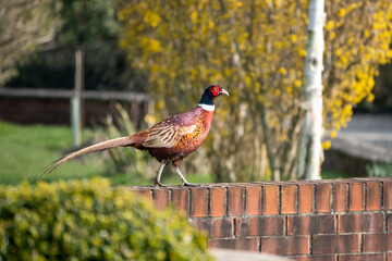 close up of a magnificent strutting male cock pheasant (Phasianus colchicus) on top of low red...