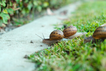 Two snails on the grass.