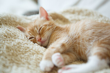 rudy kotek śpi - śpiący kociak - małe zwierzę domowe