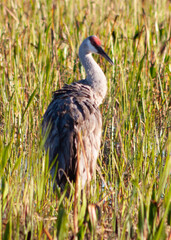 Sandhill Crane Antigone canadensis
