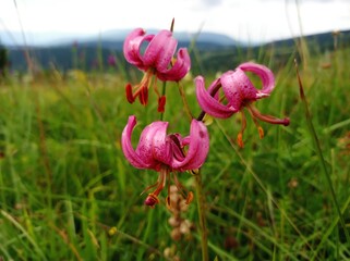 Obraz premium flowers in the field