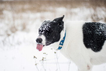 A black and white stray dog from a homeless shelter in winter on the background of a field. A protruding tongue and a funny face.