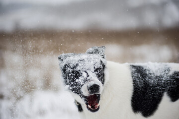 A black and white stray dog from a homeless shelter in winter on the background of a field. A protruding tongue and a funny face.