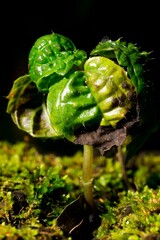 Planta pequena brotando em um troco seco.