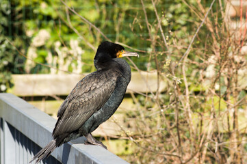 Closeup of a black and yellow cormorant in the Netherlands