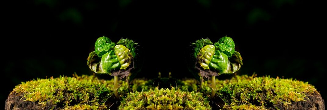 Planta pequena brotando em um troco seco.