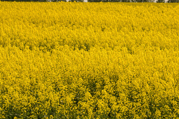 Bright Canola Rapeseed Field at Sunset on a Summer Evening
