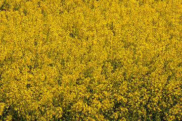 Closeup of yellow spring fileds of canola, rapeseed or rape at sunny day